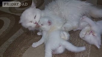 Tica Peace Persian Kittens