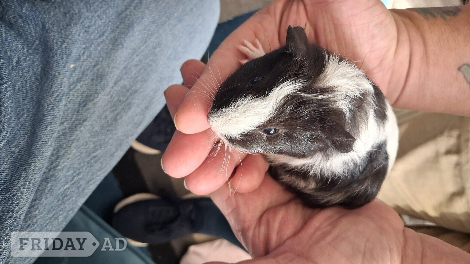 1 male guinea pig in Eastbourne