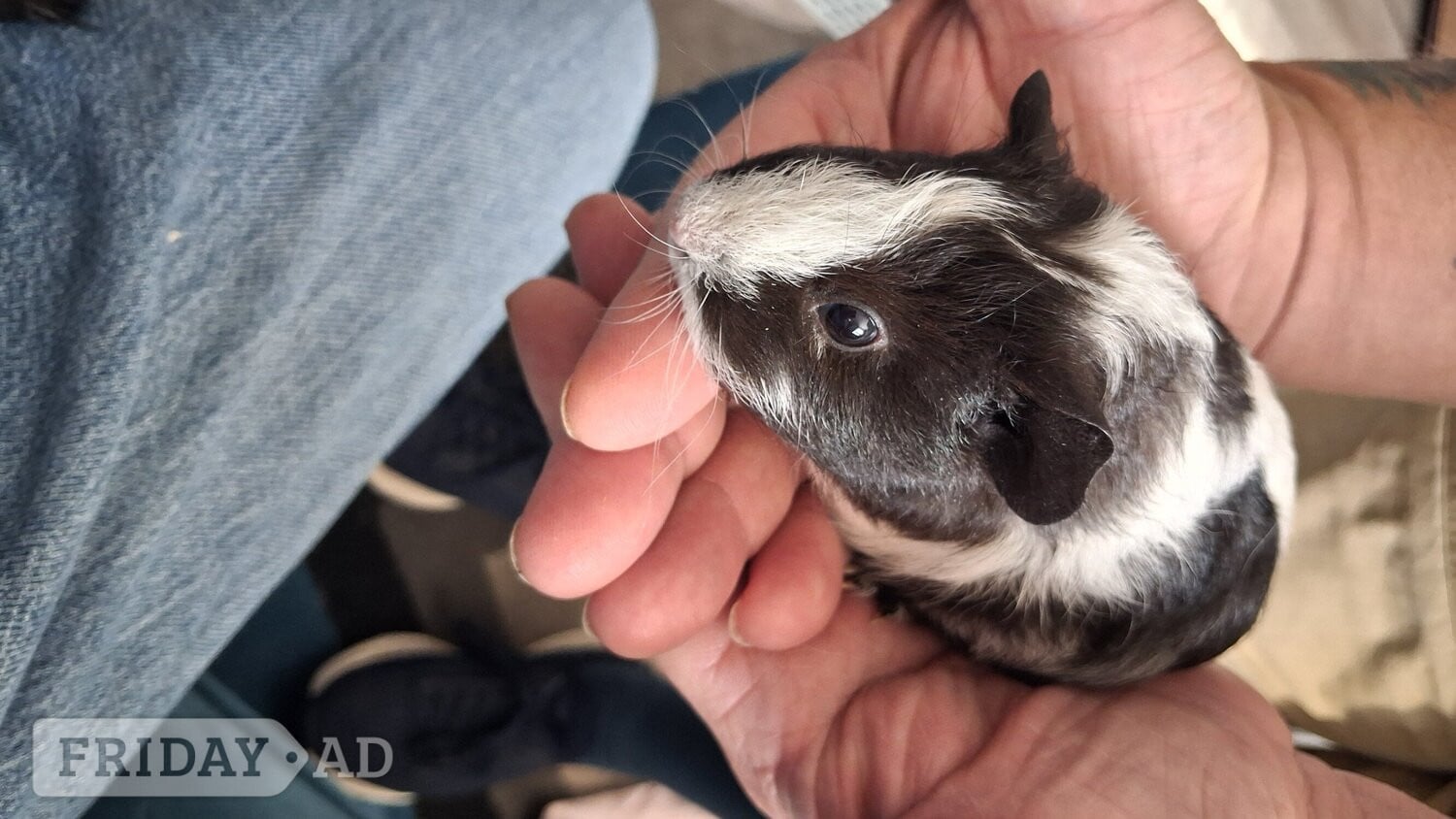 2 guinea pigs 1 male 1 female
