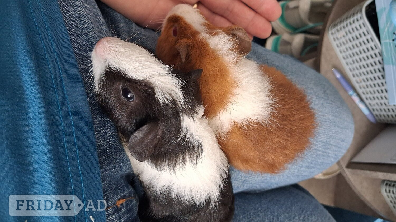 Eastbourne 2 guinea pigs 1 male 1 female