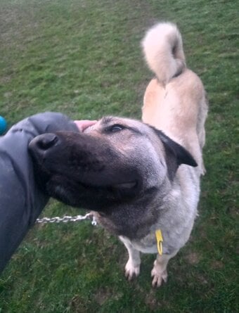 Working anatolian shepherd/turkish kangal