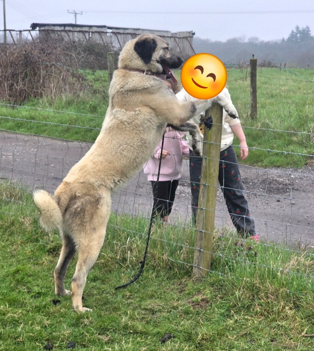 Working anatolian shepherd/turkish kangal