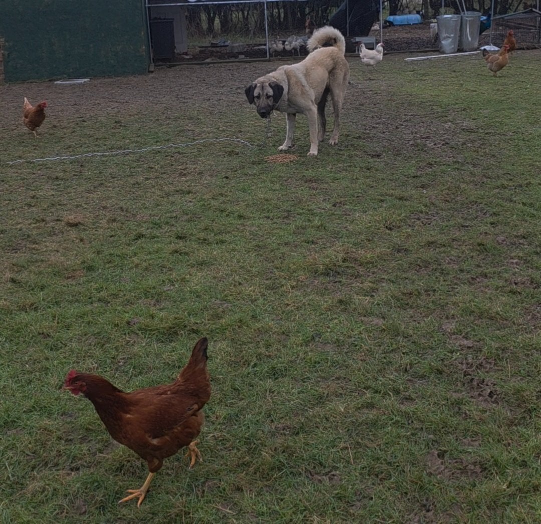 Horsham Working anatolian shepherd/turkish kangal