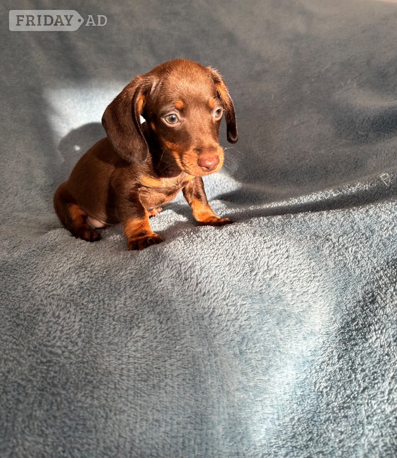 Miniature Datchund puppies  in Pulborough