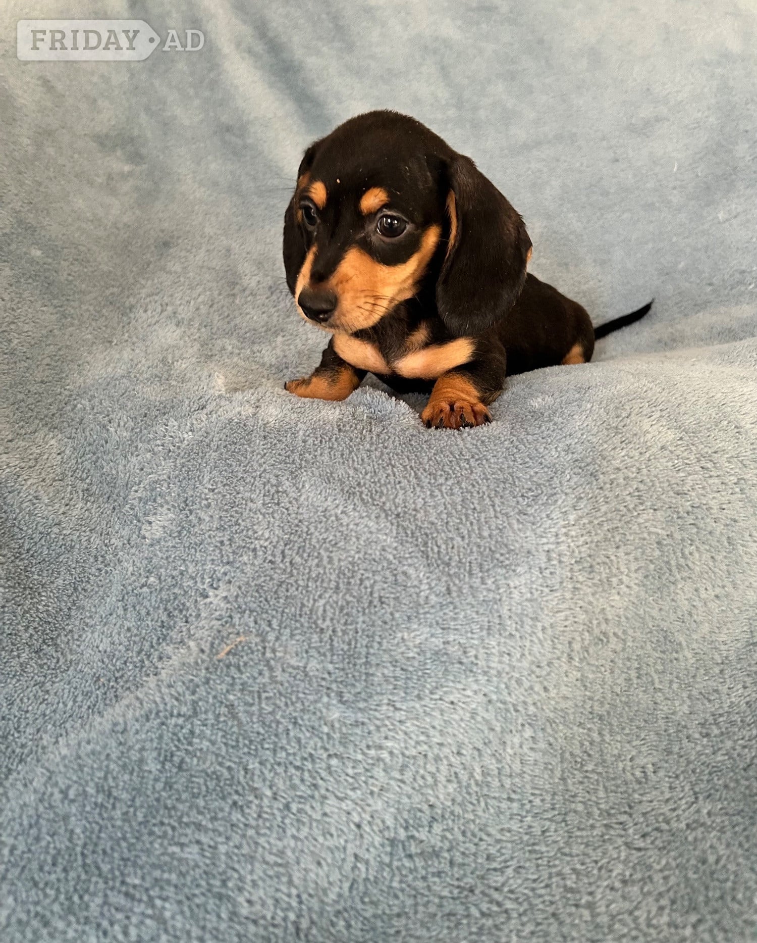 Miniature Datchund puppies 
