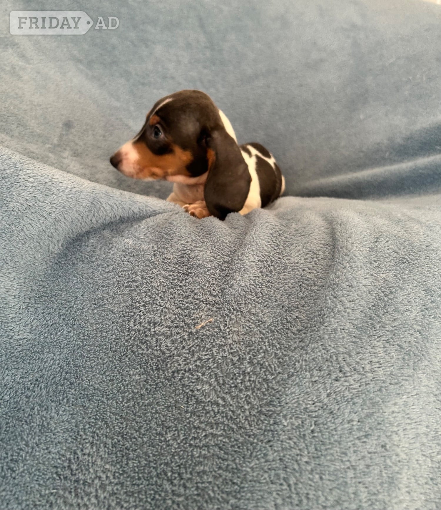 Pulborough Miniature Datchund puppies 