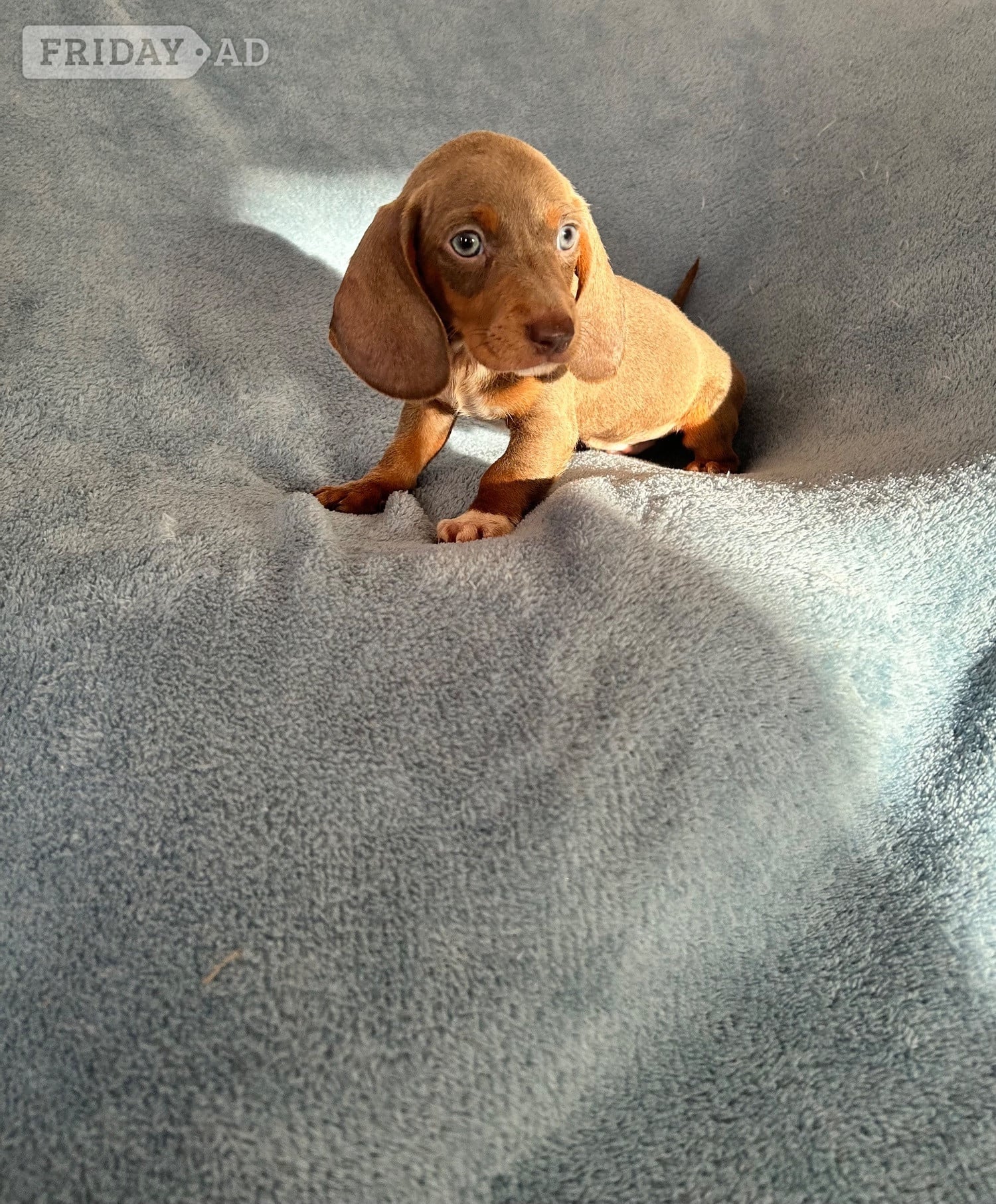 Miniature Datchund puppies  - Dogs & Puppies in Pulborough