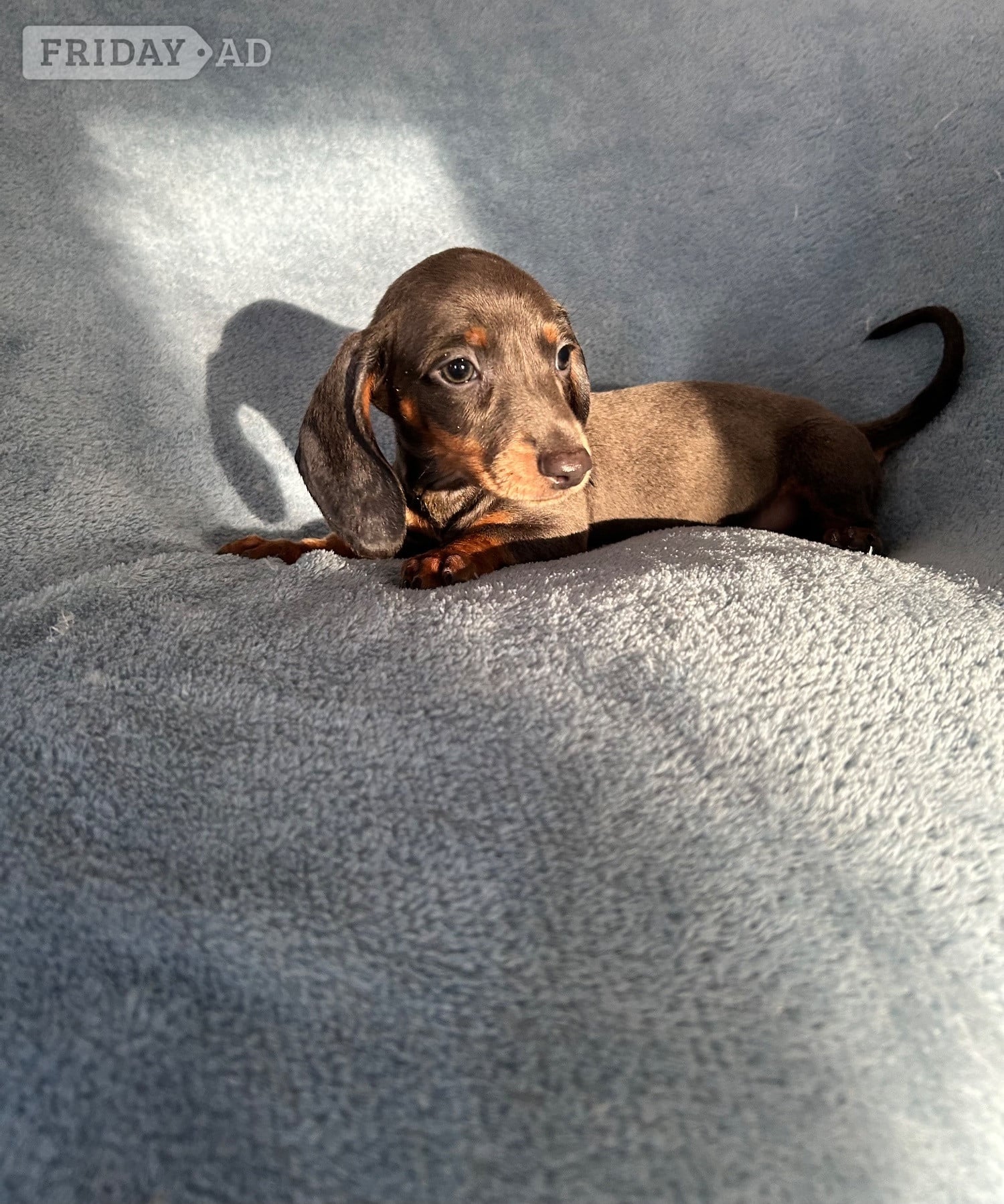 Miniature Datchund puppies  - Dogs & Puppies