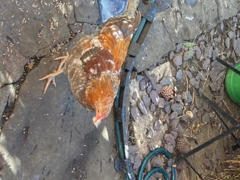 Bantam Wyandottes. 2 Millefleurs and one black/raven blue. 