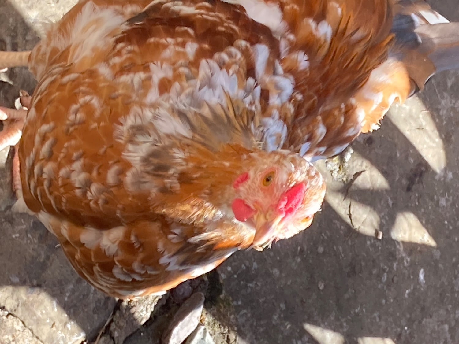 Bantam Wyandottes. 2 Millefleurs and one black/raven blue. 
