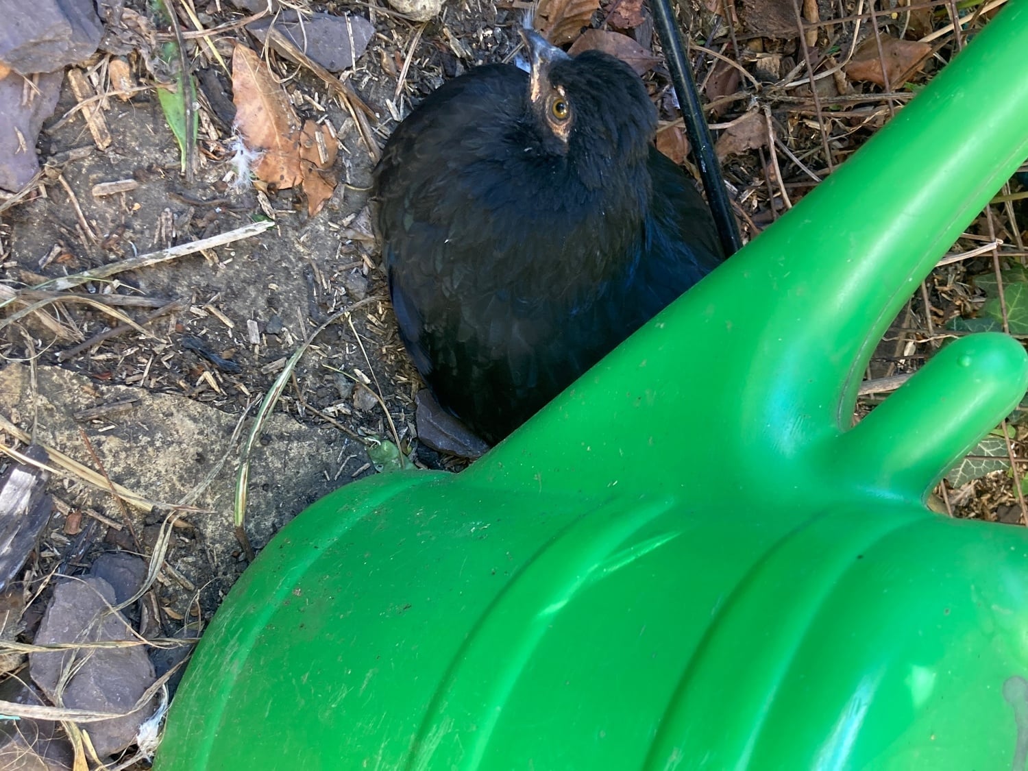Henfield Bantam Wyandottes. 2 Millefleurs and one black/raven blue. 