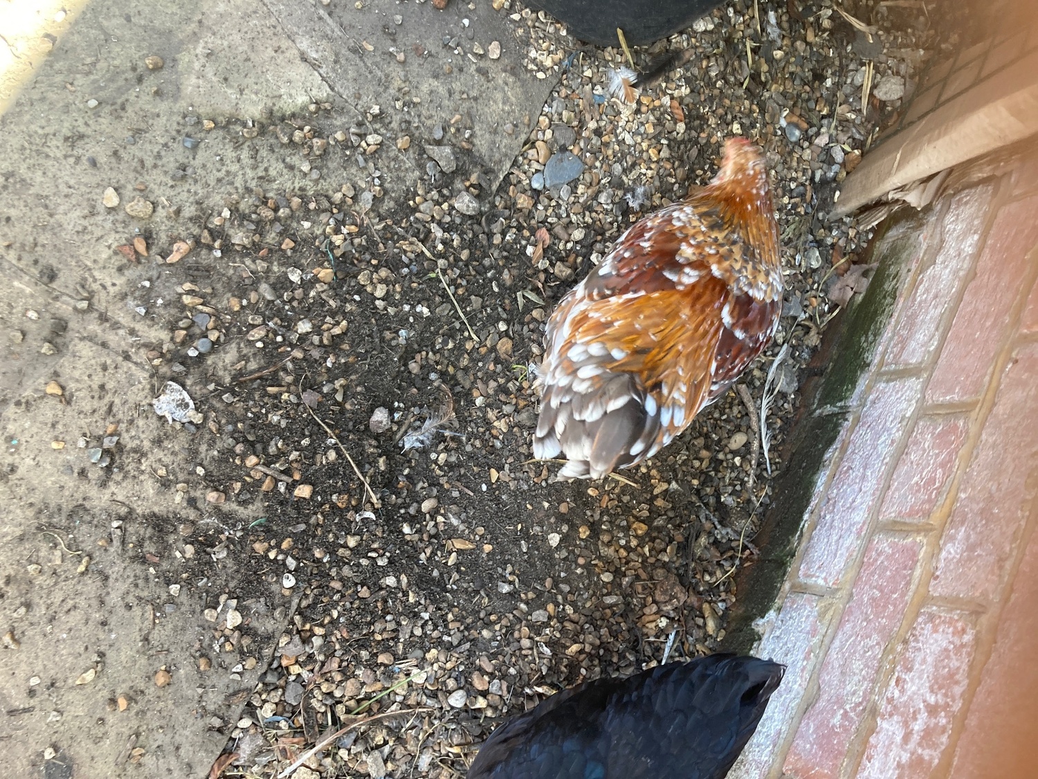 Bantam Wyandottes. 2 Millefleurs and one black/raven blue.  - Poultry in Henfield