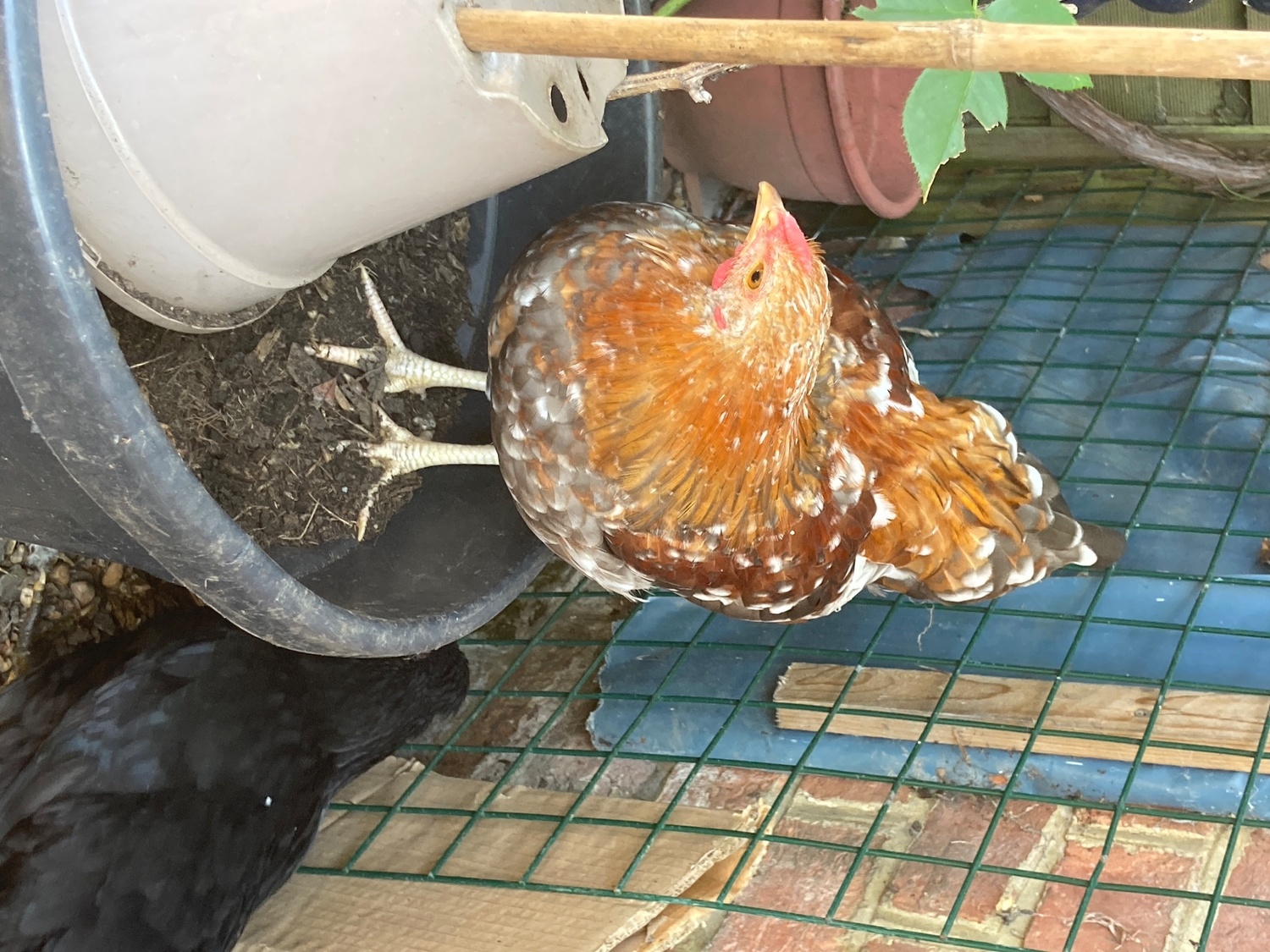 Bantam Wyandottes. 2 Millefleurs and one black/raven blue.  - Poultry