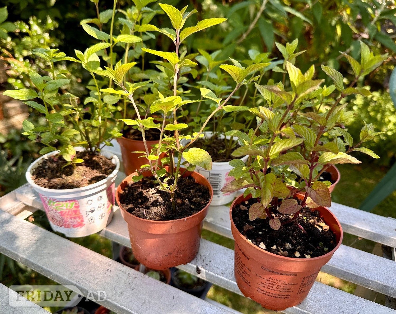 Scented Leaf Pelargonium Plants: all home grown - Garden in Eastbourne