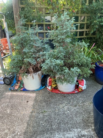 Pair of Cypress shrubs