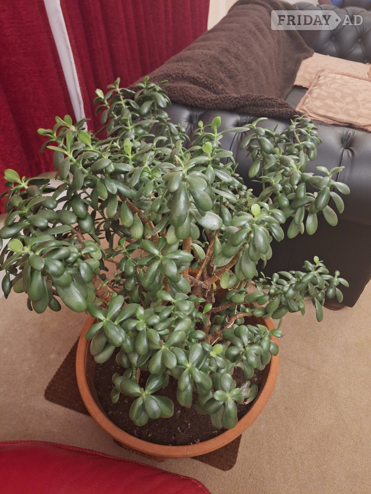 MASSIVE INDOOR  not garden MONEY PLANT IN POT