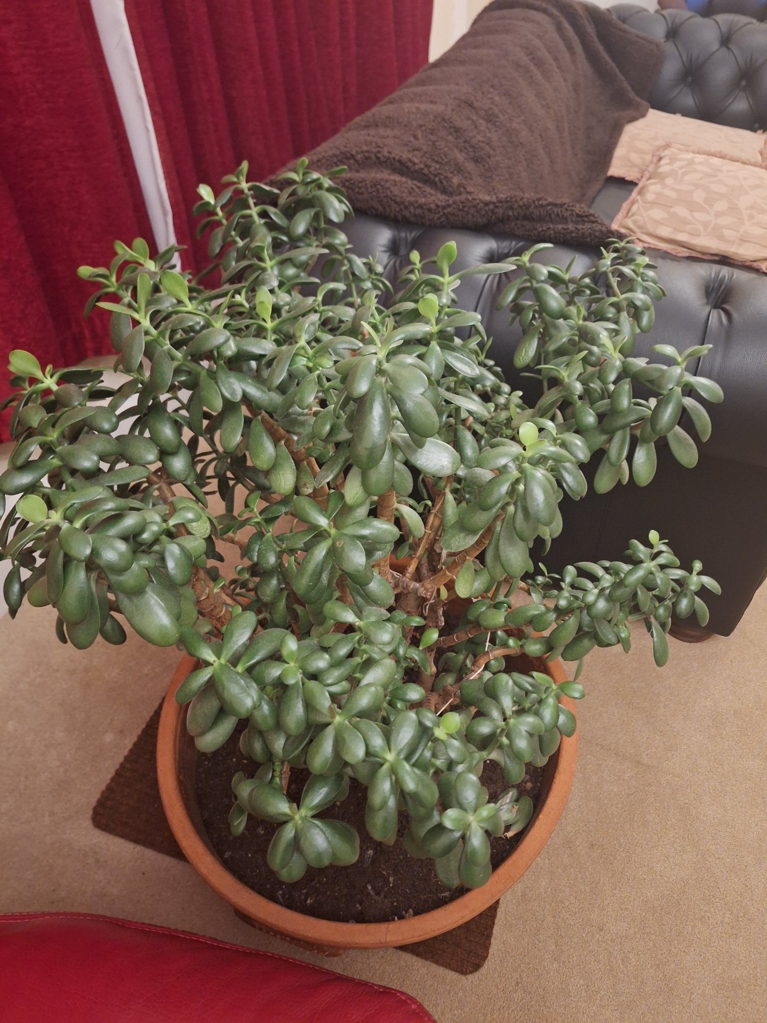 MASSIVE INDOOR  not garden MONEY PLANT IN POT