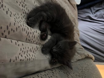 Black fluffy female kitten