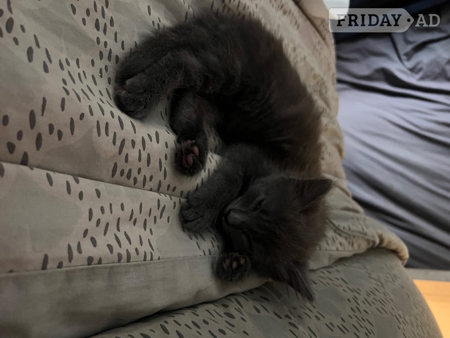 Black fluffy female kitten in Haywards Heath