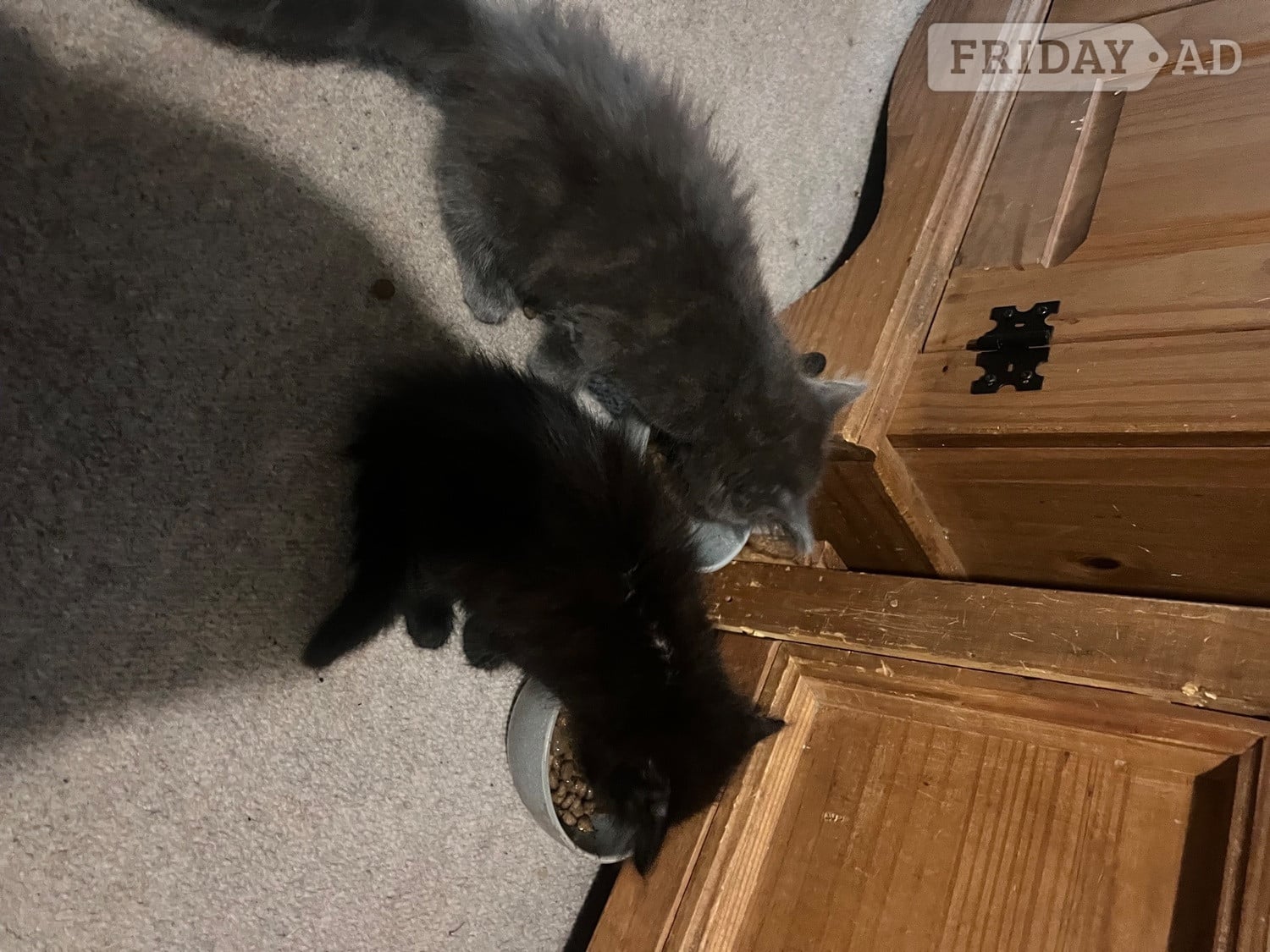 Black fluffy female kitten