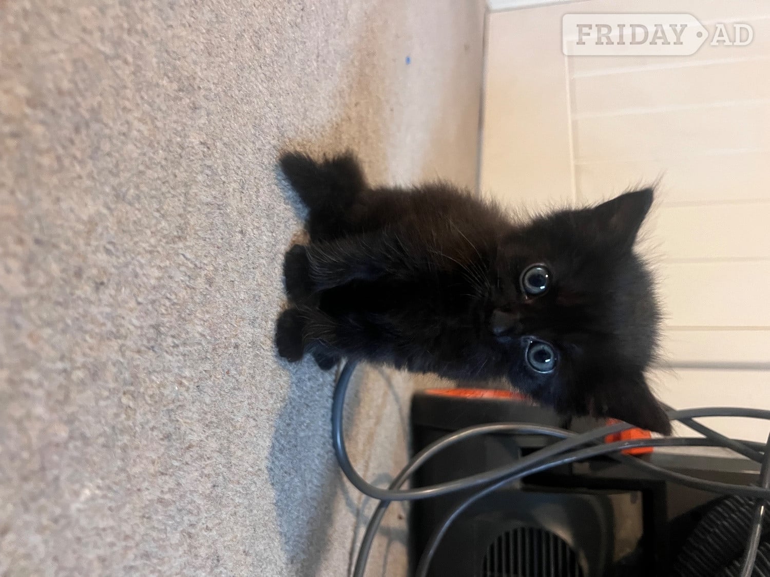 Haywards Heath Black fluffy female kitten