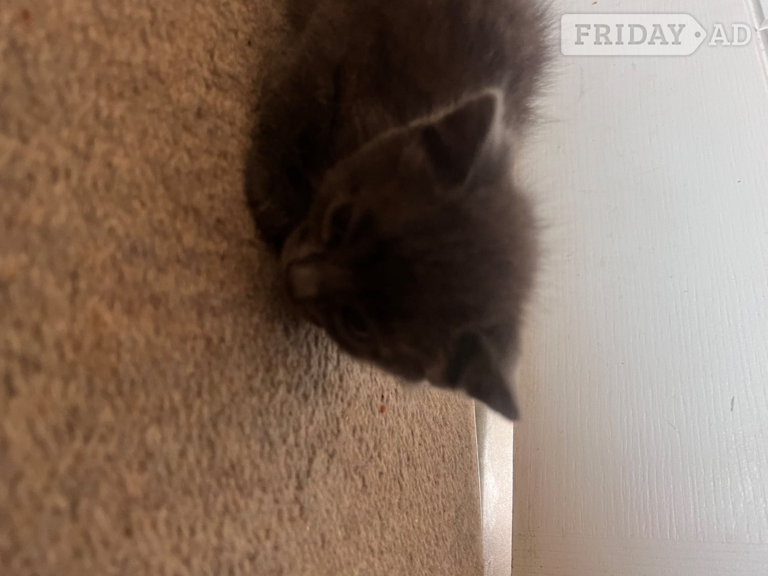 Black fluffy female kitten - Cats & Kittens in Haywards Heath
