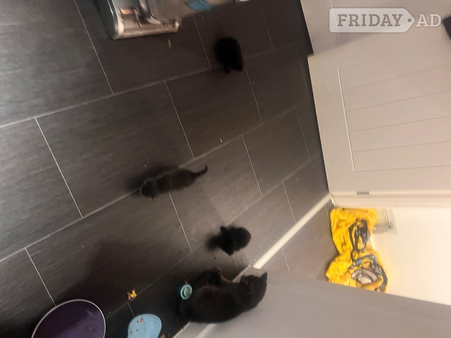 Black fluffy female kitten - Cats & Kittens