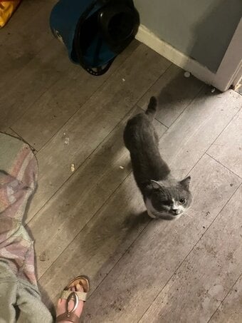 British short haired cross kittens 