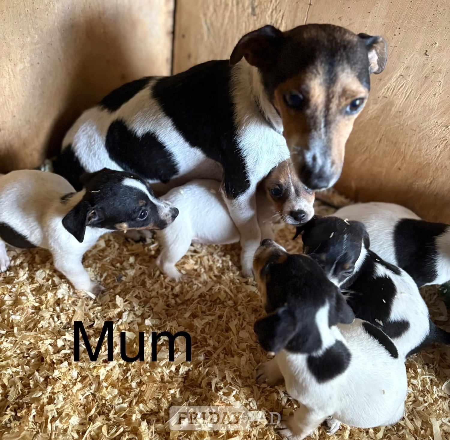 We have 4 beautiful miniature jack Russell pups  in Cranbrook