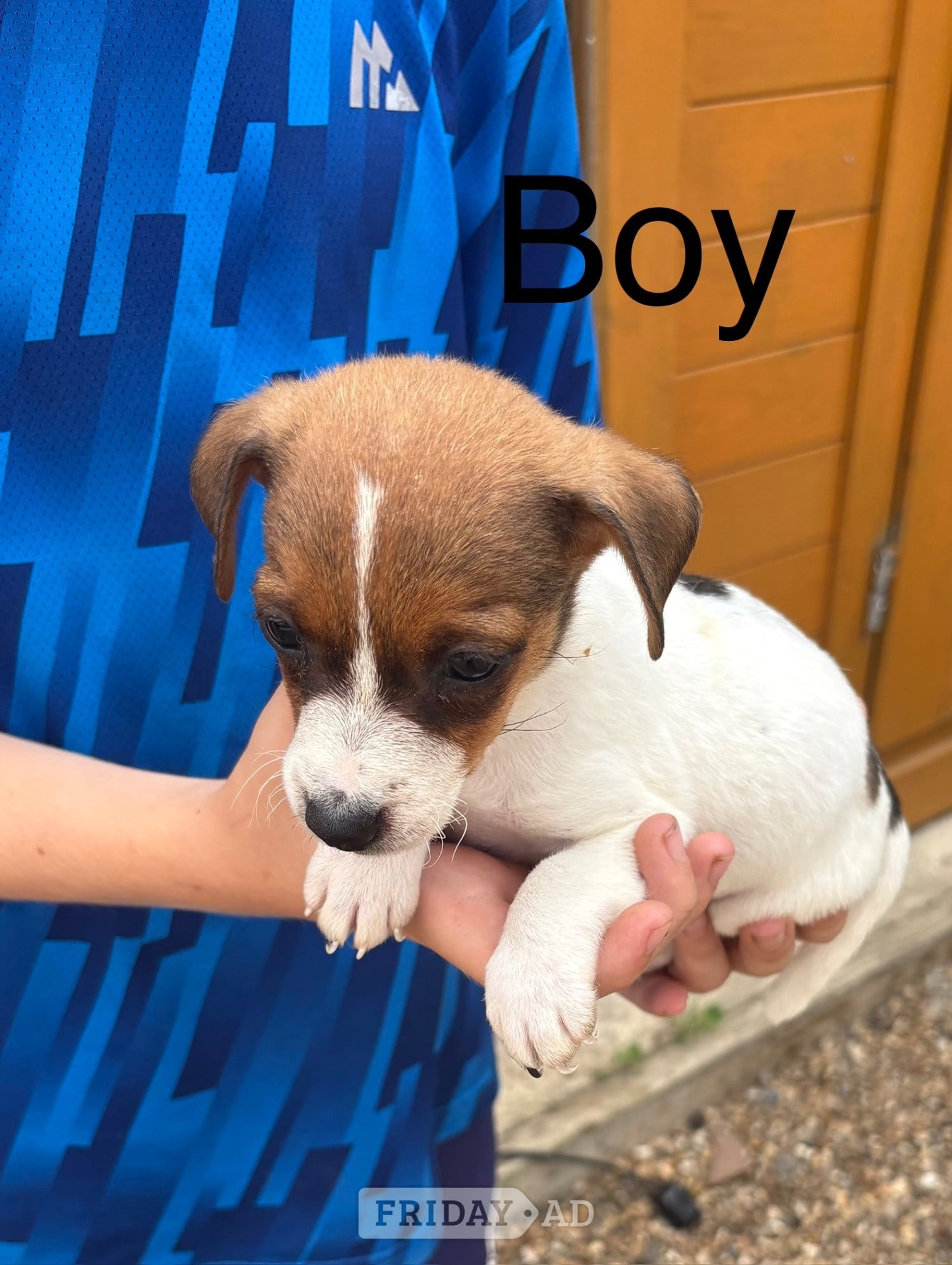 We have 4 beautiful miniature jack Russell pups 