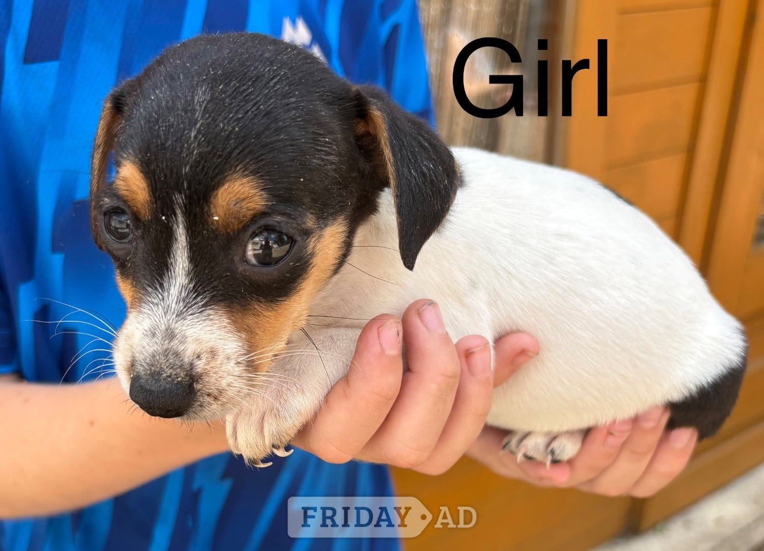 Cranbrook We have 4 beautiful miniature jack Russell pups 