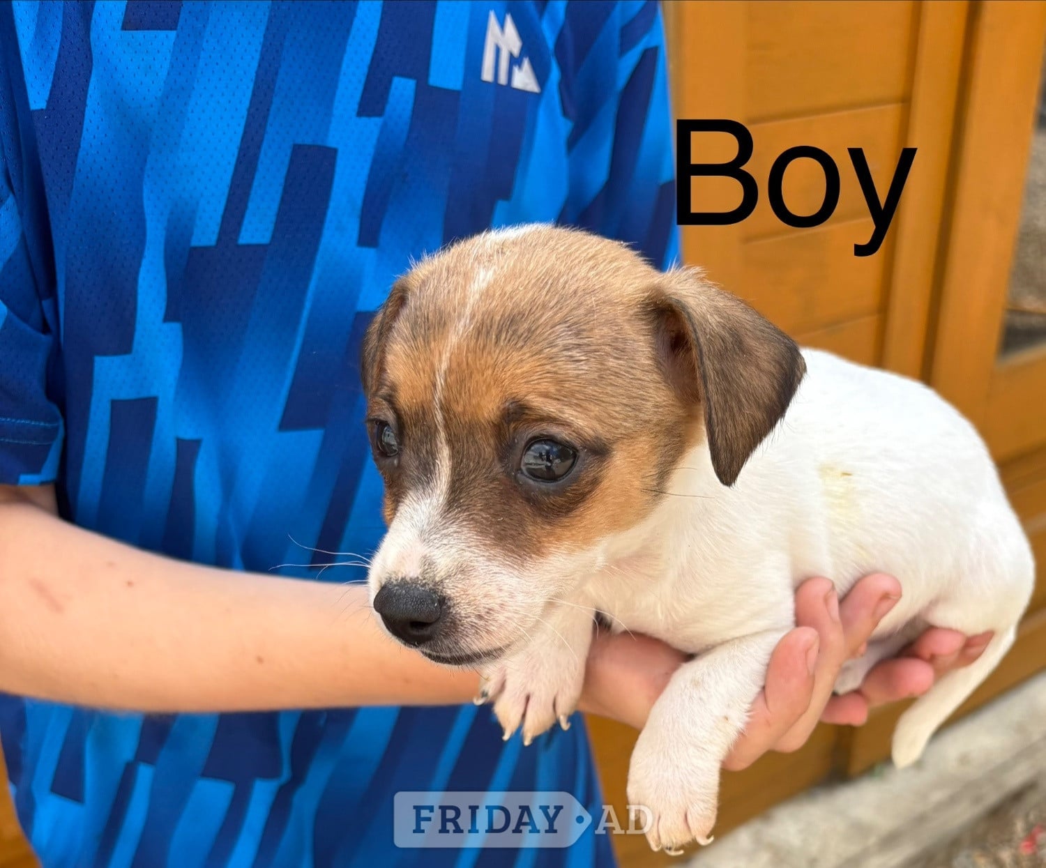 We have 4 beautiful miniature jack Russell pups  - Dogs & Puppies in Cranbrook