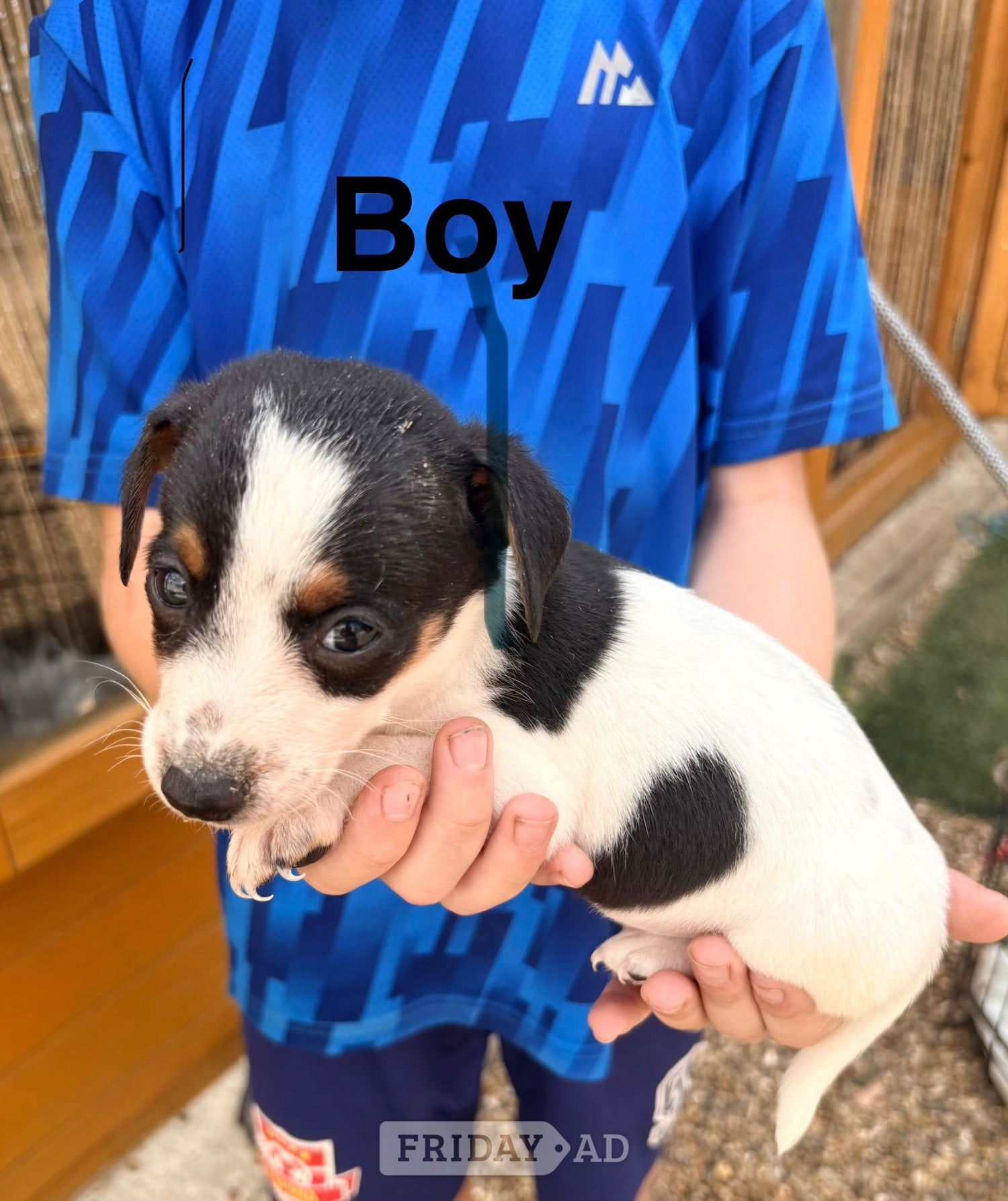 We have 4 beautiful miniature jack Russell pups  - Dogs & Puppies