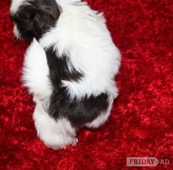 Shih tzu Purebred