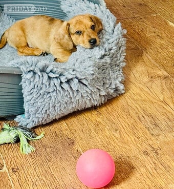 mini dachshund x chihuahua pups