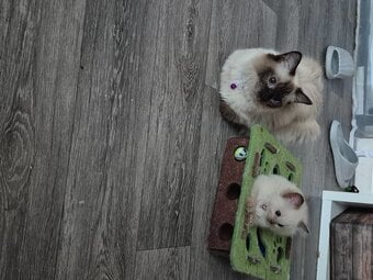 Beautiful playfull seal point Ragdoll