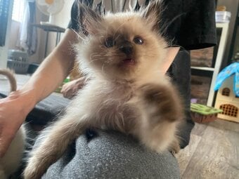 Beautiful playfull seal point Ragdoll
