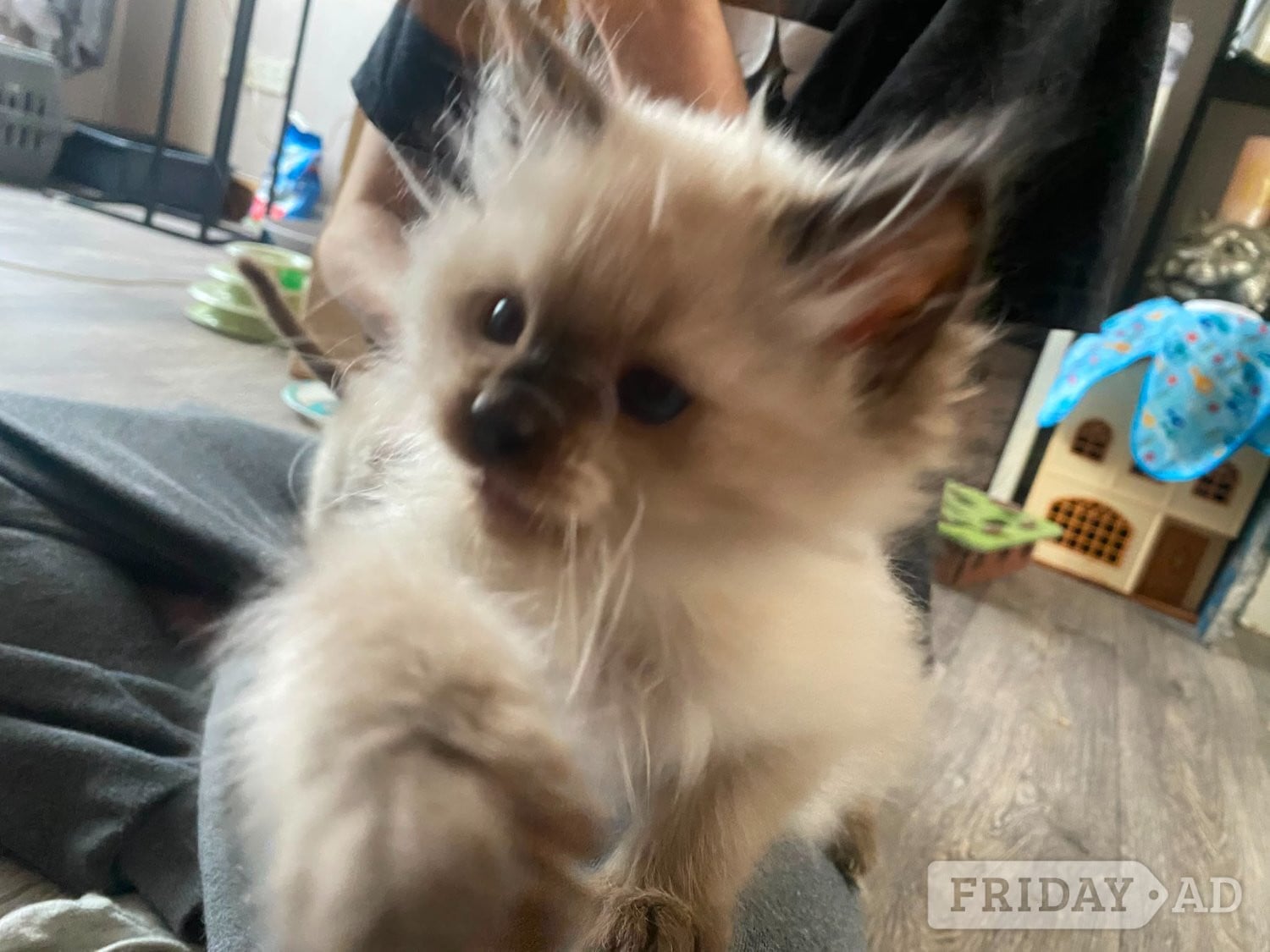Beautiful playfull seal point Ragdoll