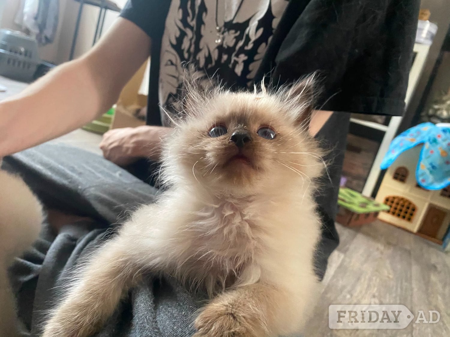 Bristol Beautiful playfull seal point Ragdoll