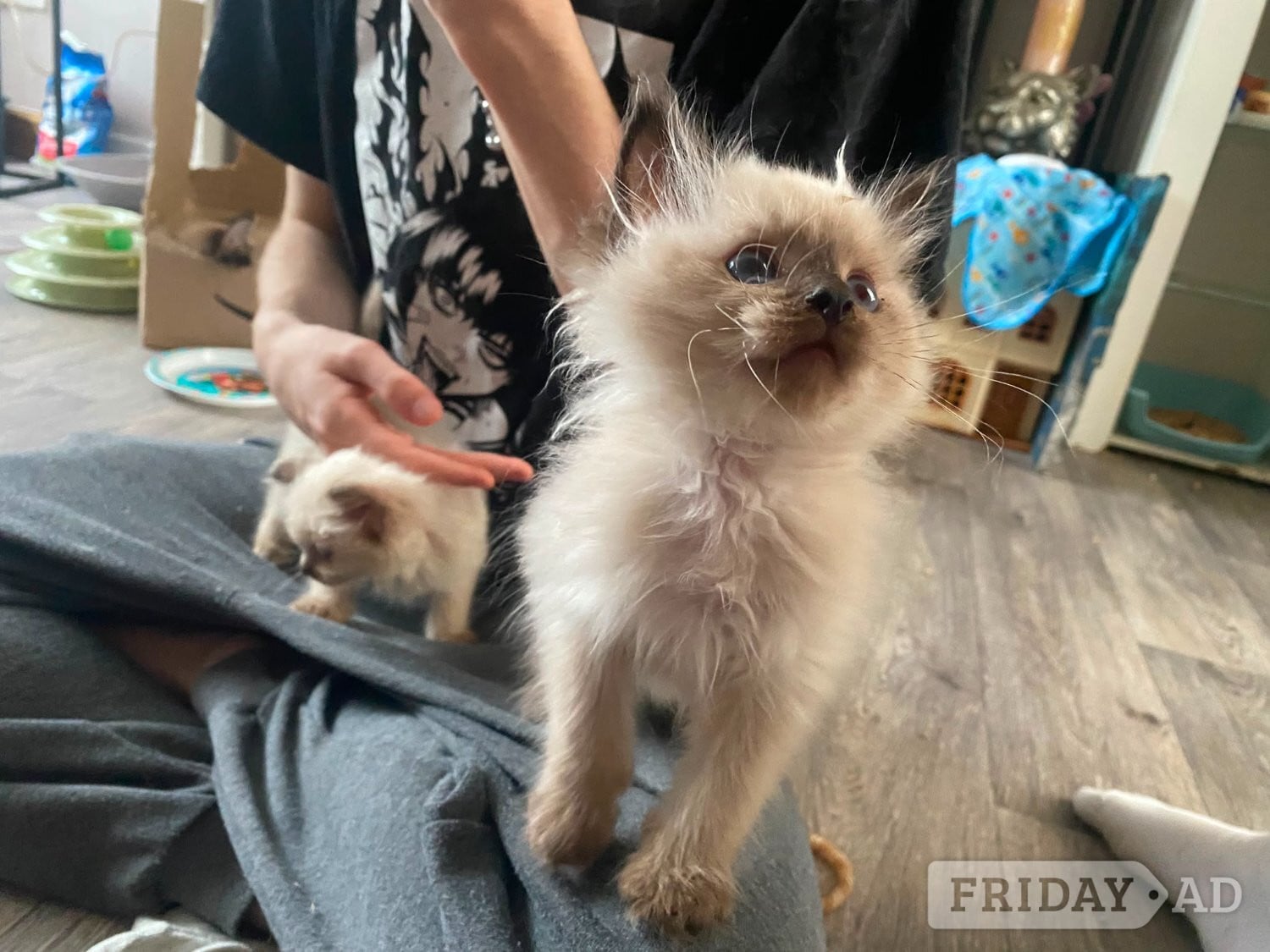 Beautiful playfull seal point Ragdoll - Cats & Kittens in Bristol
