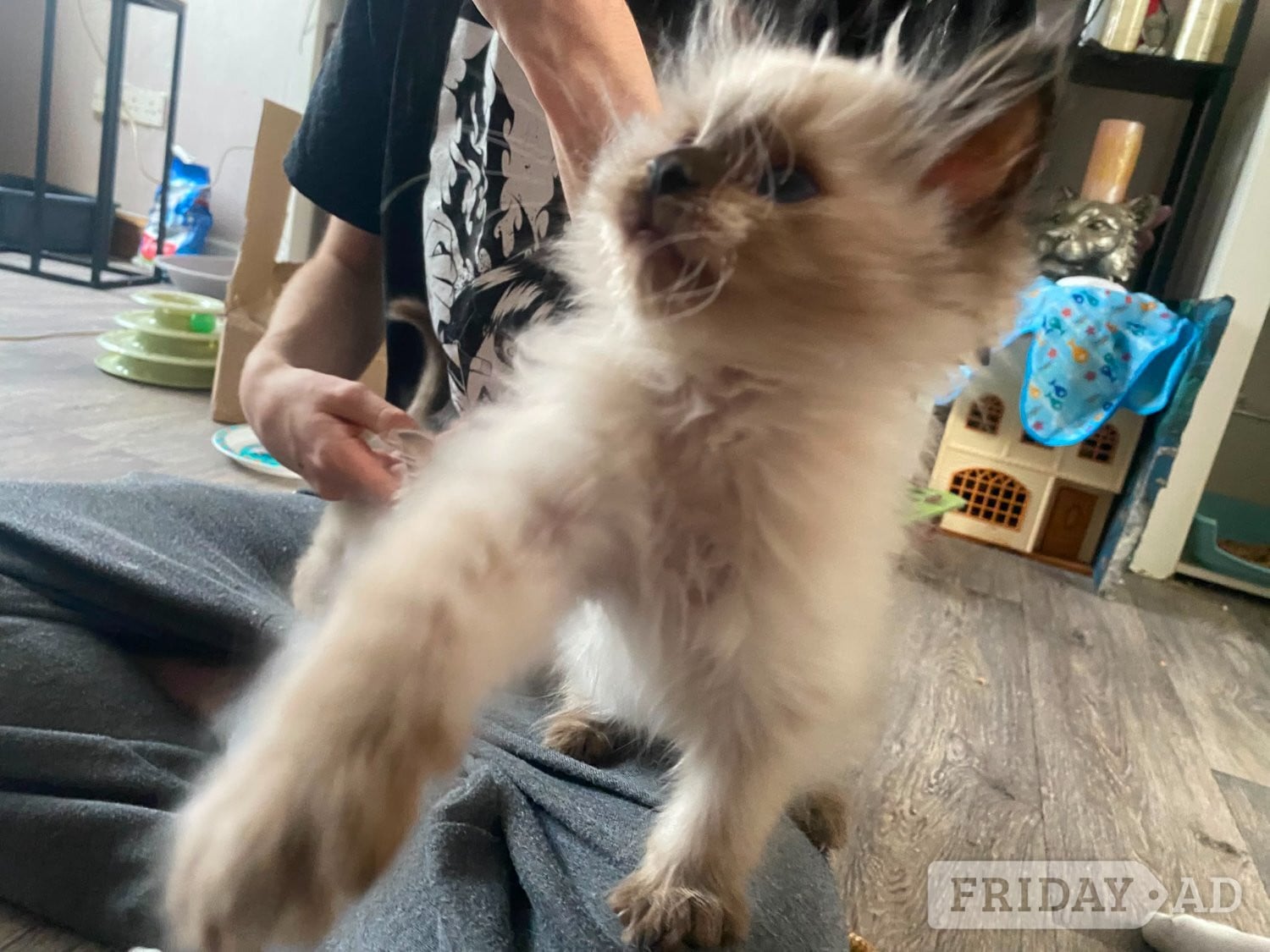 Beautiful playfull seal point Ragdoll - Cats & Kittens