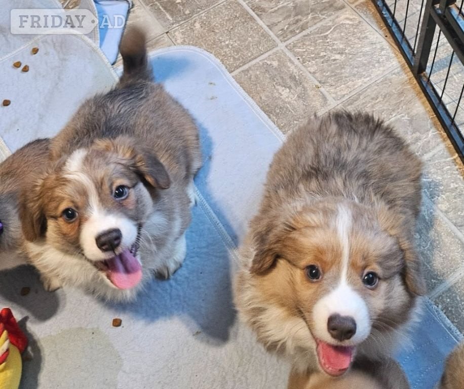 Pembroke Welsh Corgi puppies in Aberdeen