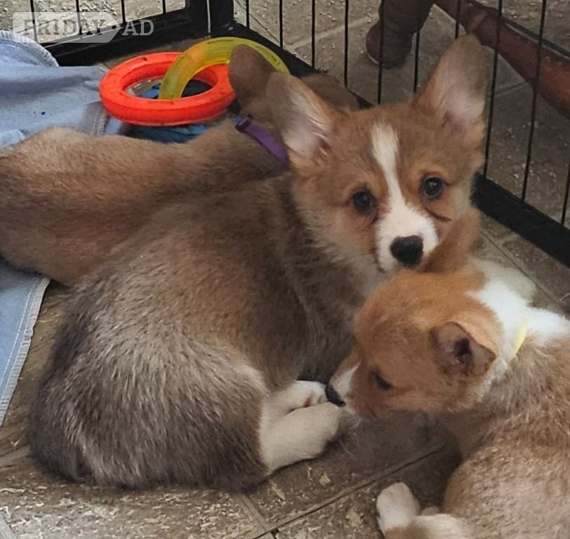 Pembroke Welsh Corgi puppies