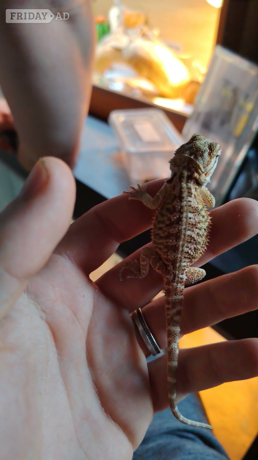 baby bearded dragon in Leicester