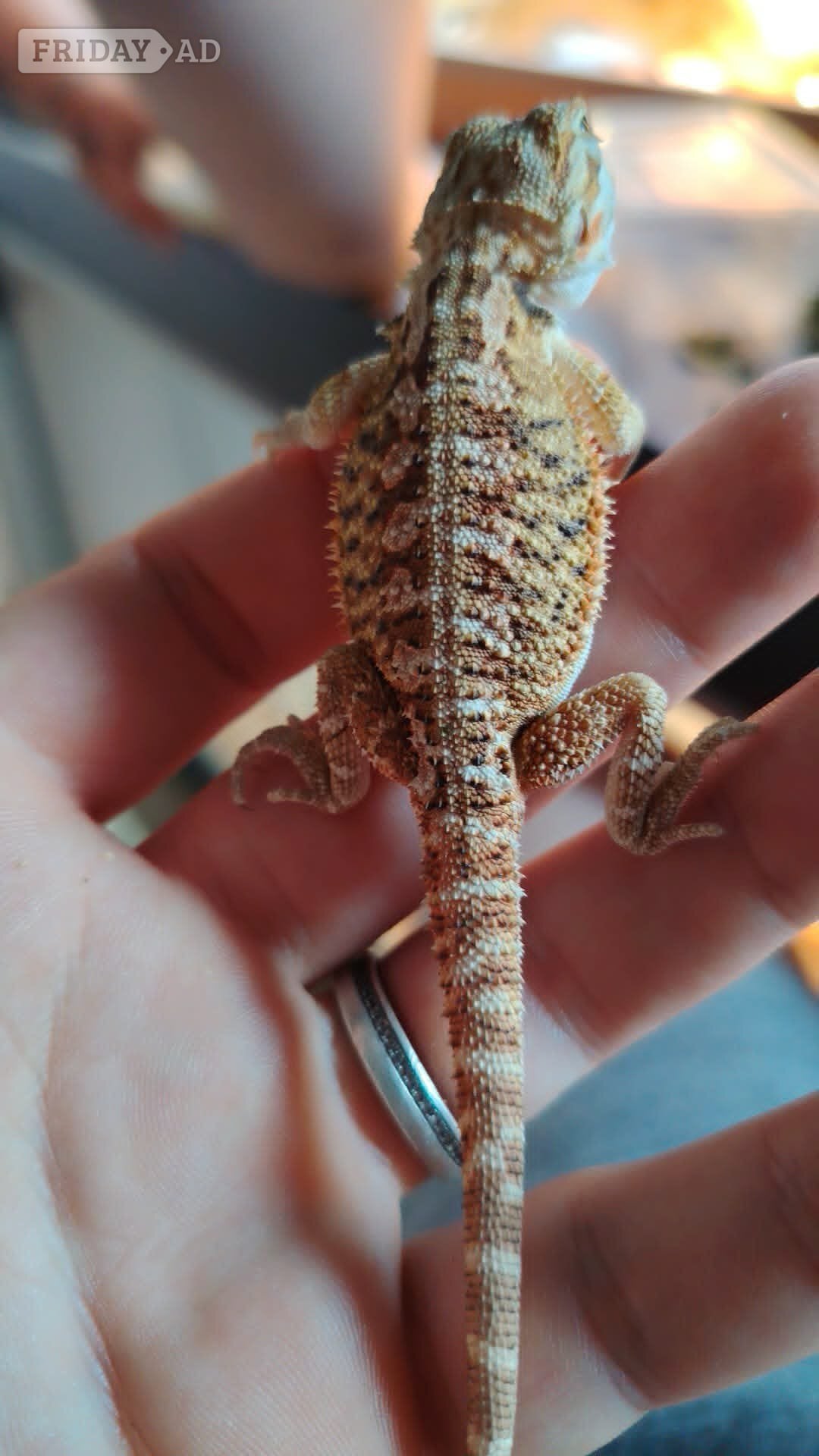 baby bearded dragon