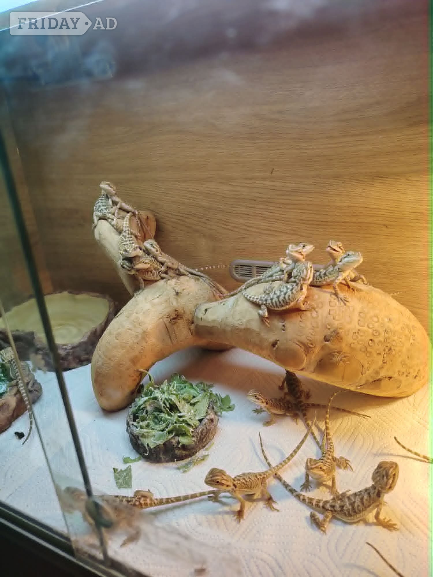 baby bearded dragon - Reptiles & Amphibians in Leicester
