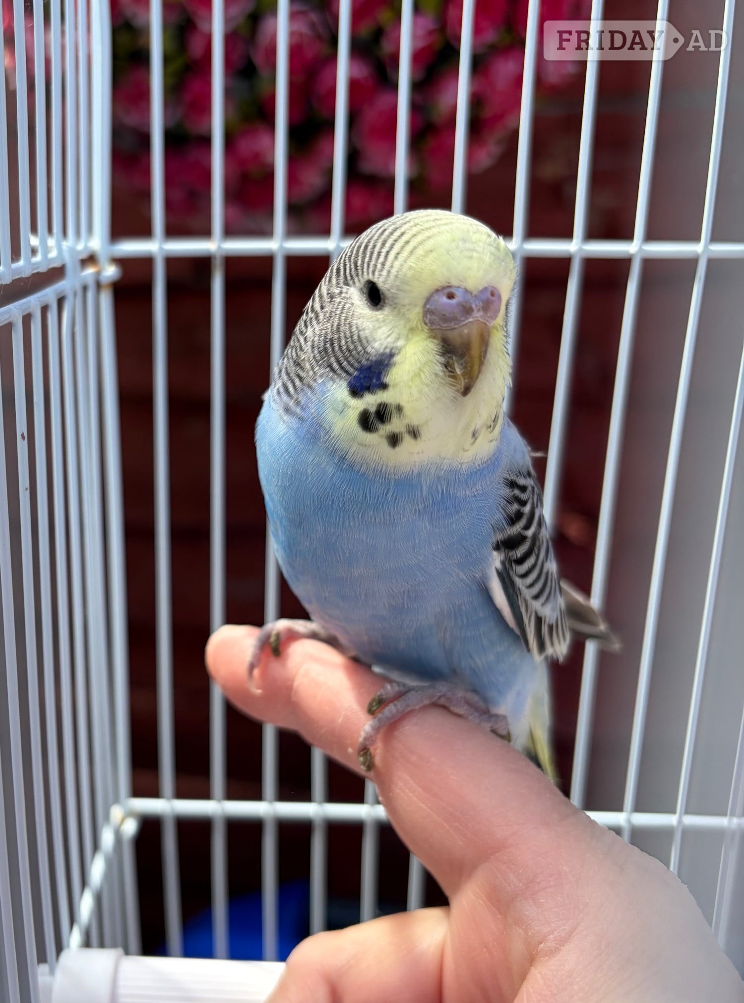 Blue & Yellow Baby budgie for sale complete with cage in West Molesey