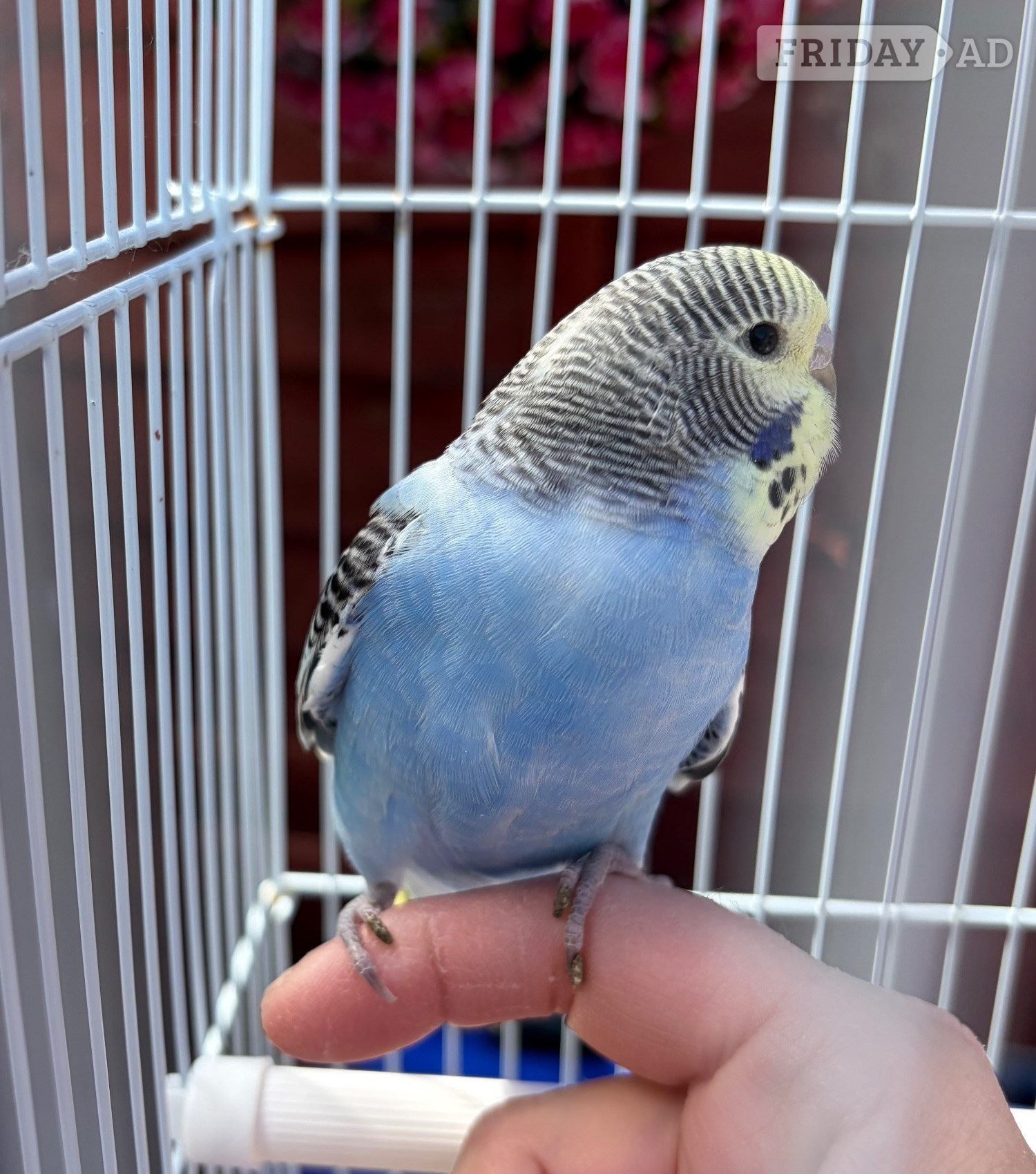 Blue & Yellow Baby budgie for sale complete with cage