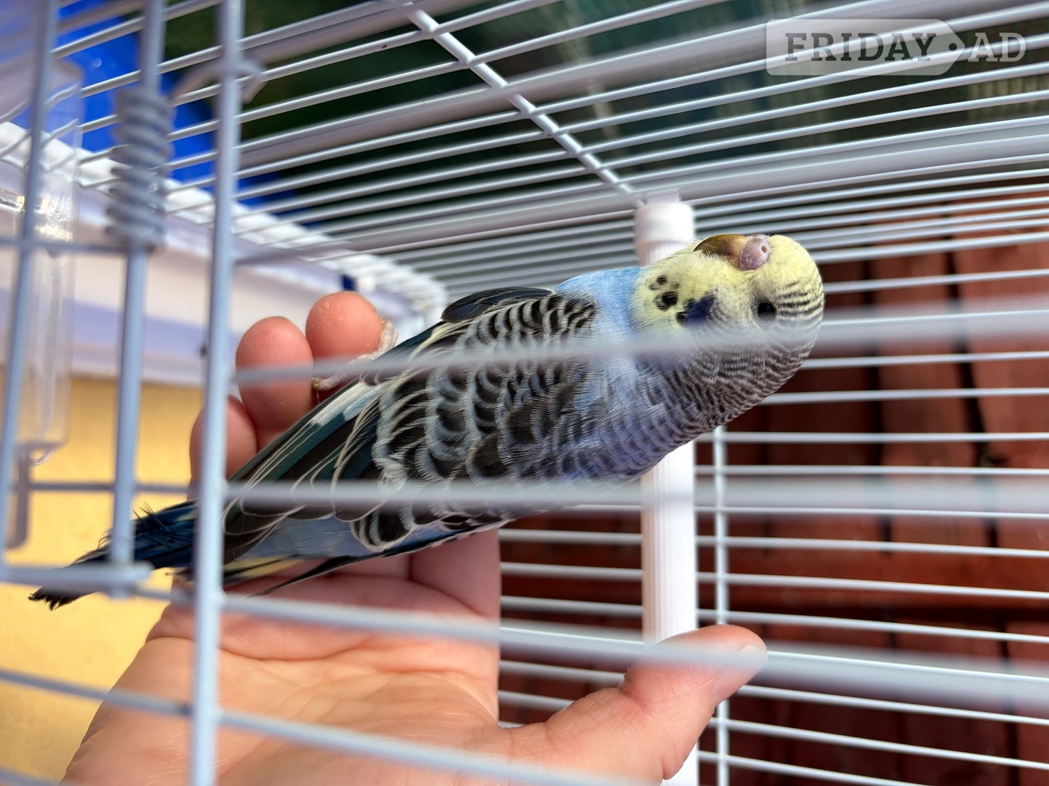 West Molesey Blue & Yellow Baby budgie for sale complete with cage