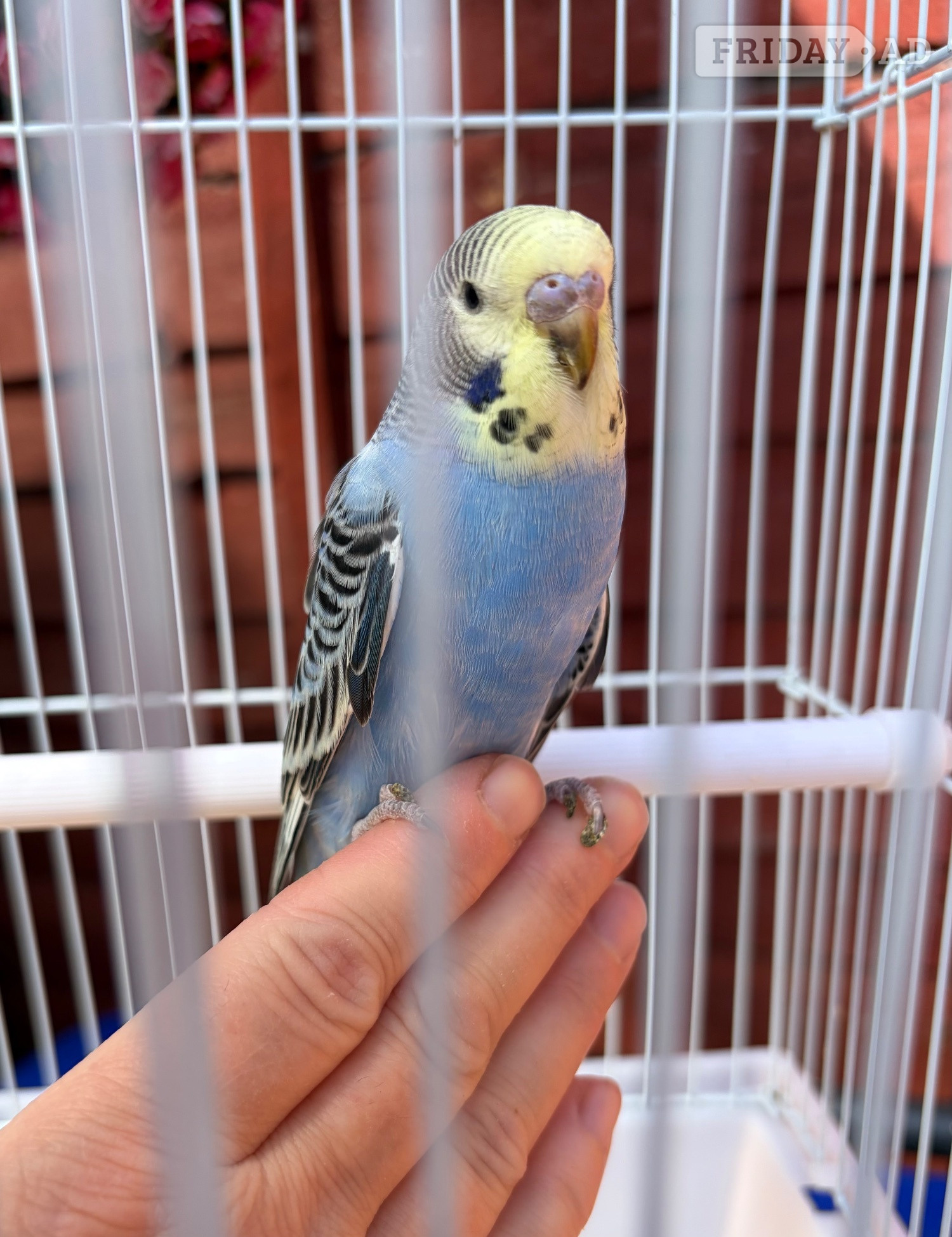 Blue & Yellow Baby budgie for sale complete with cage - Birds in West Molesey